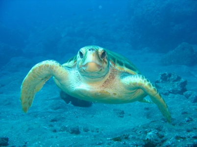 Splash Gomera - Dive Sites