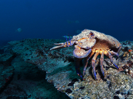 Splash Gomera - PADI Training Centre