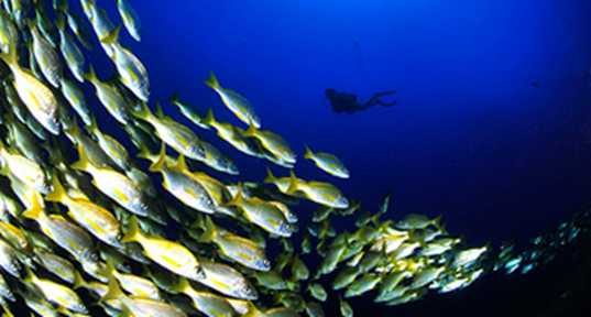 Splash Gomera - PADI Training Centre